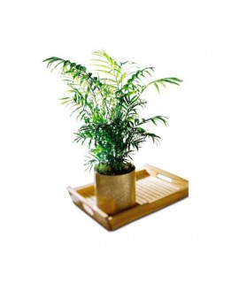 Palm Palm